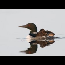 Loon Images - photo 1