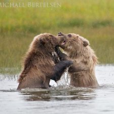 Brown Bear Images - photo 1