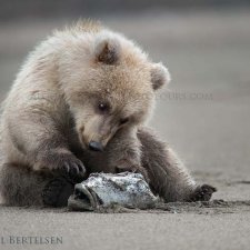 Brown Bear Images - photo 2