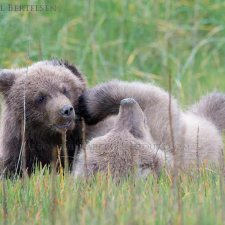 Brown Bear Images - photo 3