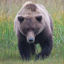 Brown Bear Images - photo 4