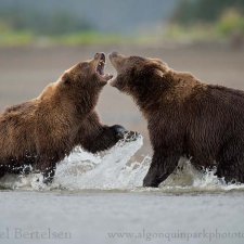 Brown Bear Images - photo 0
