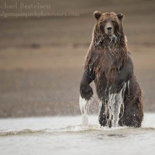Brown Bear Images - photo 6