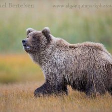 Brown Bear Images - photo 7