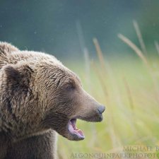 Brown Bear Images - photo 8