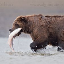 Brown Bear Images - photo 9
