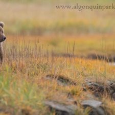 Brown Bear Images - photo 10
