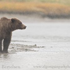 Brown Bear Images - photo 14