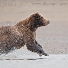 Brown Bear Images - photo 15