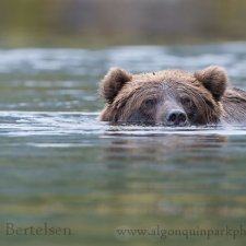 Brown Bear Images - photo 11