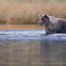Brown Bear Images - photo 13