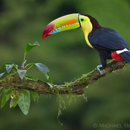 Wild Costa Rica Images - photo 8