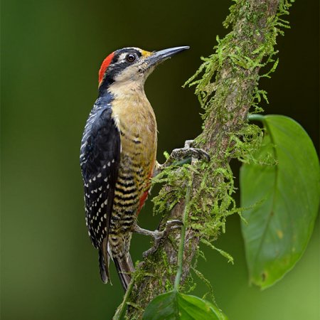 Wild Costa Rica Images - photo 9