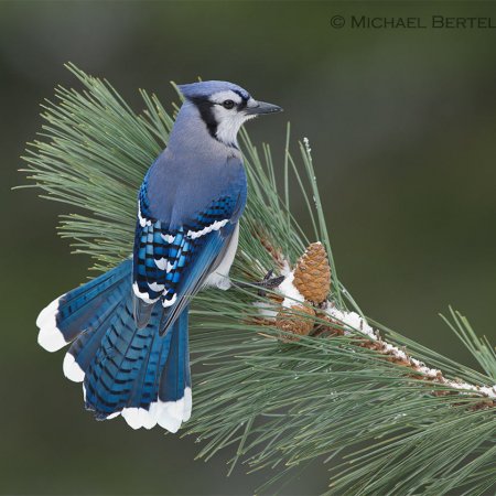 Algonquin Winter Wildlife Images - photo 6