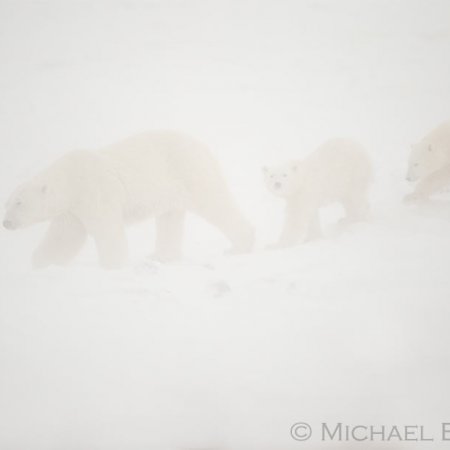 Polar Bears and the Arctic - photo 9