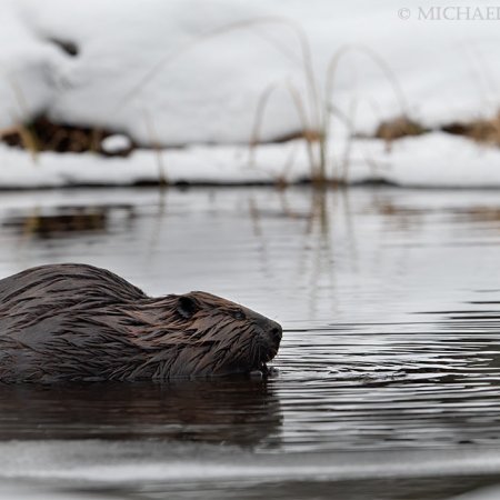 Algonquin Winter Wildlife Images - photo 14