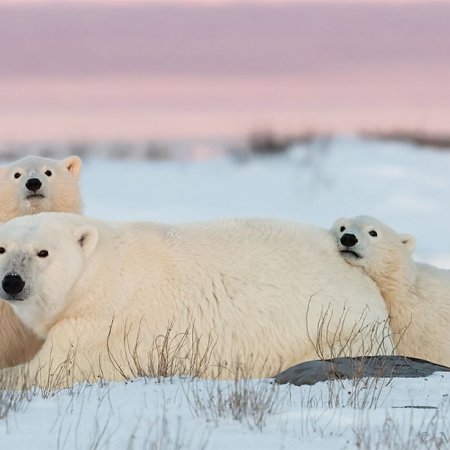 Polar Bears and the Arctic - photo 12