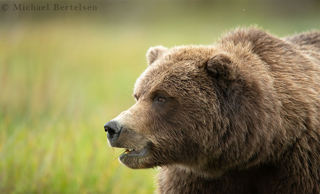 Khutzeymateen Grizzily Bear Photo Tour :: Stock Wildlife Images ...
