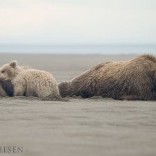 Brown Bear Images - photo 5