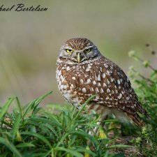 Florida Birds - photo 0