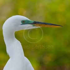 Florida Birds - photo 1