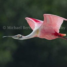 Florida Birds - photo 2