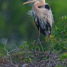 Florida Birds - photo 3