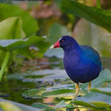 Florida Birds - photo 4