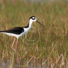 Florida Birds - photo 7