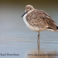 Florida Birds - photo 5