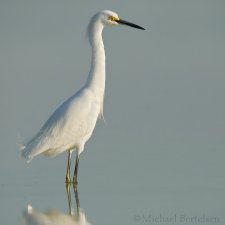 Florida Birds - photo 6