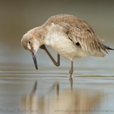 Florida Birds - photo 8