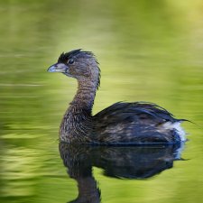 Florida Birds - photo 10