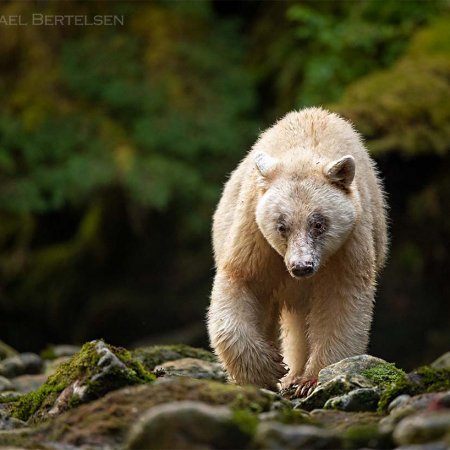 Spirit Bear Photo Tour - photo 2