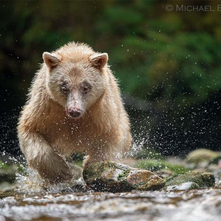 Spirit Bear Photo Tour - photo 1