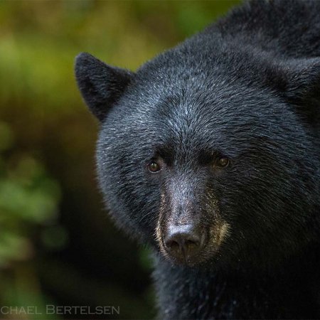 Spirit Bear Photo Tour - photo 3