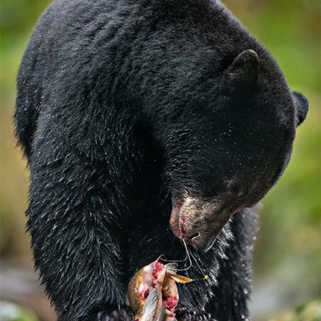 Spirit Bear Photo Tour - photo 4