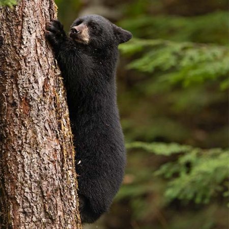 Spirit Bear Photo Tour - photo 6