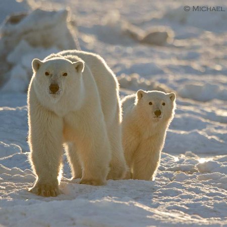 Polar Bears and the Arctic - photo 15