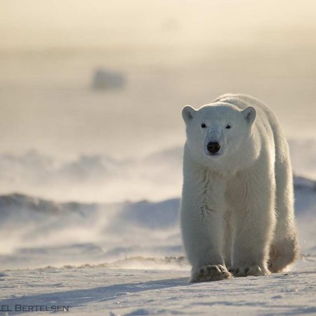 Polar Bears and the Arctic - photo 20