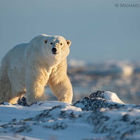 Polar Bears and the Arctic - photo 18