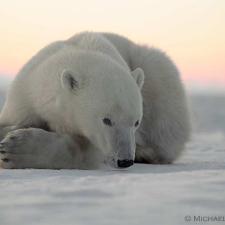 Polar Bears and the Arctic - photo 19