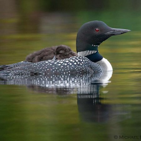 Loon Images - photo 0