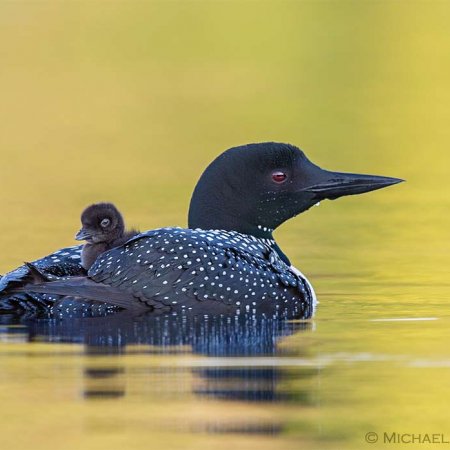 Loon Images - photo 2
