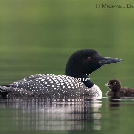 Loon Images - photo 3