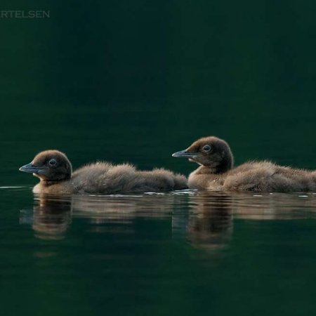 Loon Images - photo 4