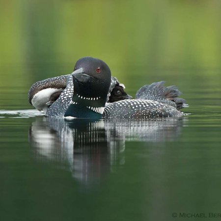 Loon Images - photo 5