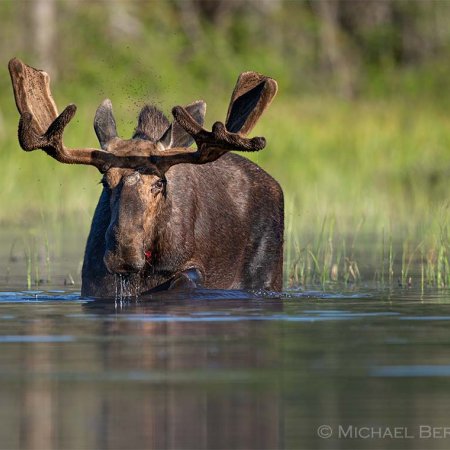 Moose Images - photo 0