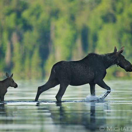 Moose Images - photo 3