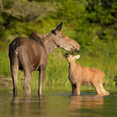 Moose Images - photo 4